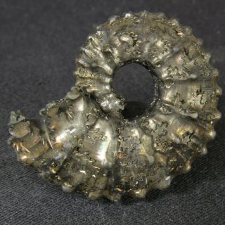 3.  5cm/1.  4in Pyrite Ammonite Kosmoceras Castor Jurassic Callovian Russian Fossils