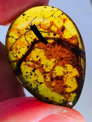 3.  2g Unknown Items&plant&roach Burmite Myanmar Amber Insect Fossil Dinosaur Age