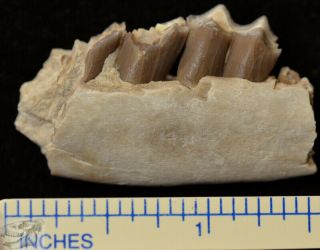 Early Camel Jaw Section,  Poebrotherium Fossil,  Badlands South Dakota,  Oligo P310