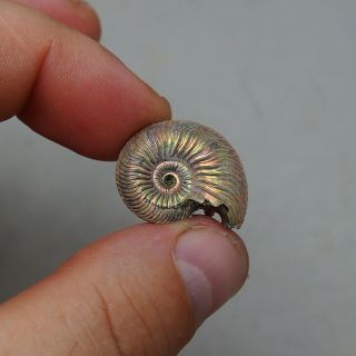 25mm Quenstedtoceras Sp.  Pyrite Ammonite Fossils Fossilien Russia Pendant Pearl