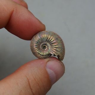 25mm Quenstedtoceras sp.  Pyrite Ammonite Fossils Fossilien Russia Pendant Pearl 2