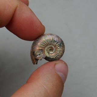 25mm Quenstedtoceras sp.  Pyrite Ammonite Fossils Fossilien Russia Pendant Pearl 3