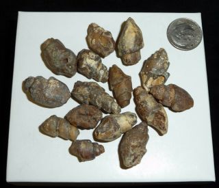 Natural Turritella Agate Fossil Stones Morooco 40 Grams