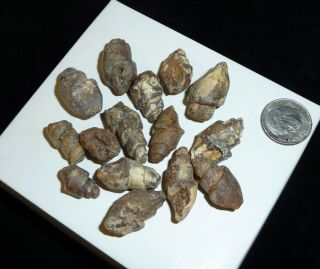 Natural Turritella Agate Fossil Stones Morooco 40 grams 2