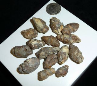 Natural Turritella Agate Fossil Stones Morooco 40 grams 3