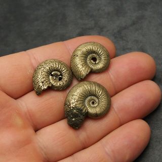 3x Quenstedtoceras 23 - 28mm Pyrite Ammonite Fossils Fossilien Russia Golden