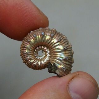25mm Kosmoceras Pyrite Ammonite Fossils Fossilien Russia Pendant