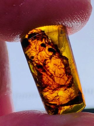0.  8g Unknown Items Burmite Myanmar Burmese Amber Insect Fossil Dinosaur Age