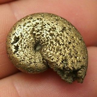 24mm Phyloceras Ammonite Pyrite Mineral Fossil Fossilien Ammoniten France