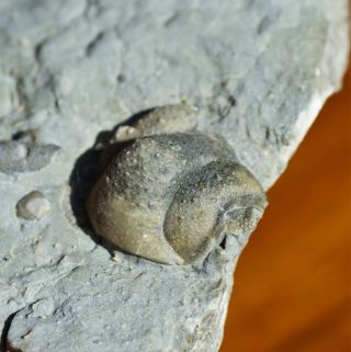 Ultra Rare Amphilicas Trilobite Fossil Ontario,  Canada,  Ordovician Verulam Fm