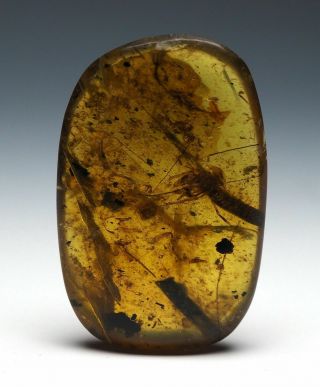 Burmese Amber,  Fossil Inclusion,  Unusual Insect And Larva