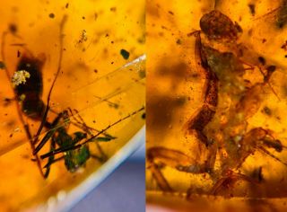 Sphecomyrma Ant&roach Burmite Myanmar Burmese Amber Insect Fossil Dinosaur Age