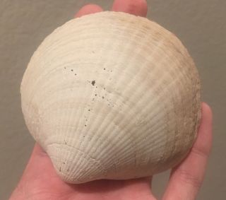 Florida Fossil Bivalve Glycymeris Passus Pliocene Age Fossil Shell Clam