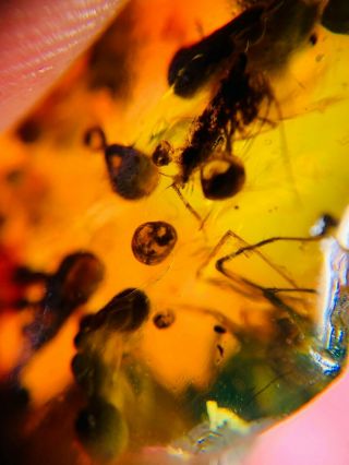 Unknown Bug&fly&plant Spores Burmite Myanmar Amber Insect Fossil Dinosaur Age