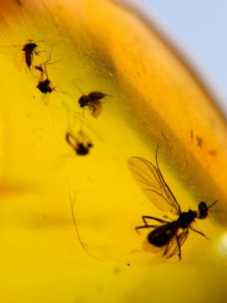 6 Diptera Mosquito Fly Burmite Myanmar Burmese Amber Insect Fossil Dinosaur Age