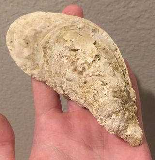Germany Fossil Bivalve Ostrea Geingensis Oligocene Fossil Oyster Shell