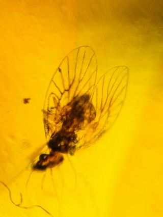 Barklice Booklice Fly Burmite Myanmar Burmese Amber Insect Fossil Dinosaur Age
