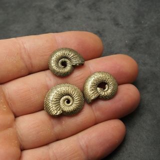 3x Quenstedtoceras 21 - 23mm Pyrite Ammonite Fossils Fossilien Russia Pendant Gold