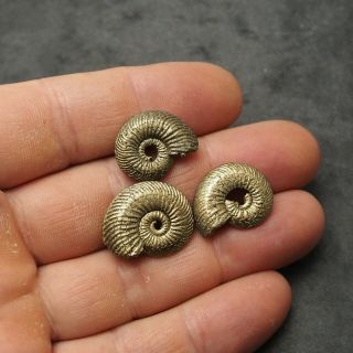 3x Quenstedtoceras 21 - 23mm Pyrite Ammonite Fossils Fossilien Russia pendant Gold 2