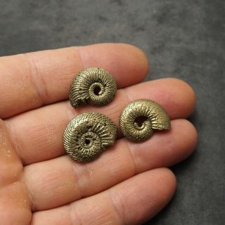 3x Quenstedtoceras 21 - 23mm Pyrite Ammonite Fossils Fossilien Russia pendant Gold 3