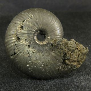 3.  8cm/1.  5in Pyritized Ammonite Funiferites Jurassic Callovian Russian Fossils