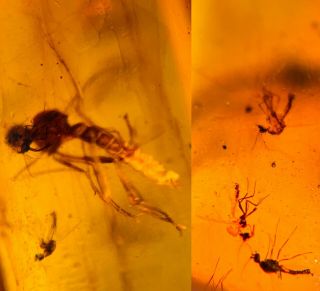 Unknown Fly In Mosquito Nest Burmite Myanmar Amber Insect Fossil Dinosaur Age