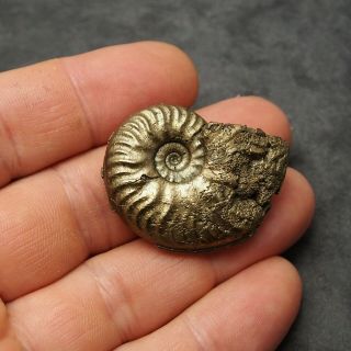 40mm Harpoceras Ammonite Pyrite Mineral Fossil Fossilien Ammoniten France