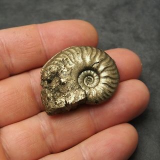 40mm Harpoceras AMMONITE Pyrite Mineral Fossil fossilien Ammoniten France 2