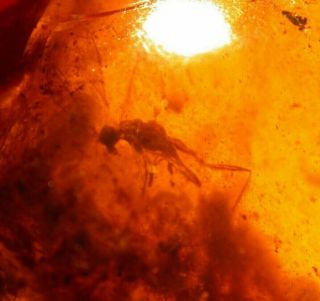 Large Wasp In Burmese Burmite Amber Fossil Gemstone Dinosaur Age