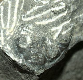 Acastella Spinosa Podolica Balashova,  1968 - Silurian Trilobite From Ukraine