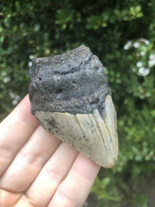 Huge 2.  84” Megalodon Tooth Fossil Shark Teeth Natural No Restoration 2