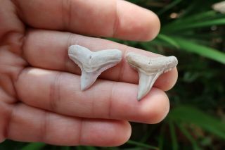 Carcharhinus Sp.  & Lemon Shark Fossil Teeth (2) Southwest Florida