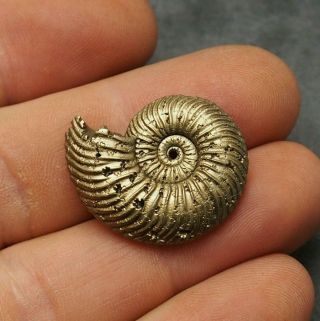 29mm Quenstedtoceras Pyrite Ammonite Fossils Callovian Fossilien Pendant