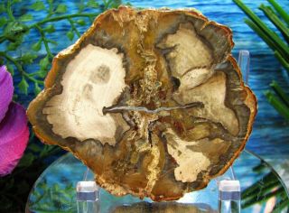 Petrified Wood Complete Round Slab W/bark Wild Gold Bronze Olive - Green Agate