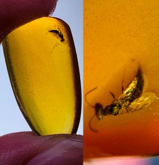 0.  78g Hymenoptera Wasp Bee Burmite Myanmar Amber Insect Fossil Dinosaur Age