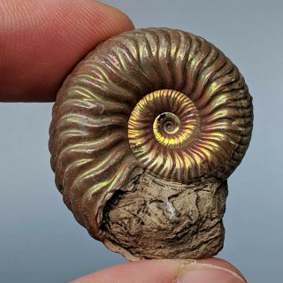 3,  4 cm (1,  3 in) Ammonite Vertumniceras pyrite jurassic Russia fossil ammonit 2