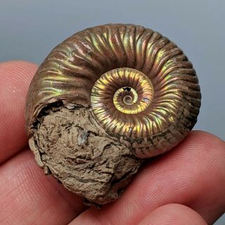 3,  4 cm (1,  3 in) Ammonite Vertumniceras pyrite jurassic Russia fossil ammonit 3