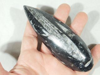 A Long Polished 400 Million Year Old ORTHOCERAS Fossil From Morocco 139gr 2