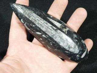 A Long Polished 400 Million Year Old ORTHOCERAS Fossil From Morocco 139gr 3