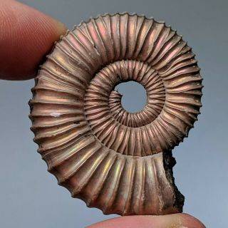 4,  2 Cm (1,  6 In) Ammonite Peltoceras Pyrite Jurassic Russia Fossil Ammonit