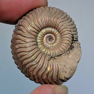 3 Cm (1,  2 In) Ammonite Quenstedtoceras Pyrite Jurassic Russia Fossil Ammonit
