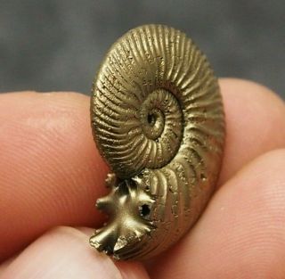27mm Quenstedtoceras Pyrite Ammonite Fossils Fossilien Russia Pendant Golden