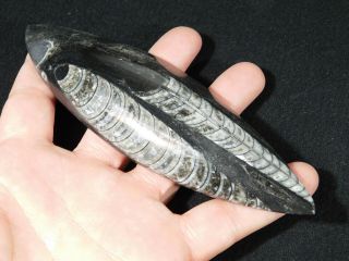 A Long Polished 400 Million Year Old ORTHOCERAS Fossil From Morocco 181gr 2