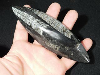 A Long Polished 400 Million Year Old ORTHOCERAS Fossil From Morocco 181gr 3