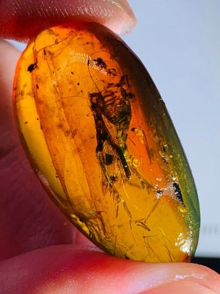 3.  07g Big Grasshopper Burmite Myanmar Burmese Amber Insect Fossil Dinosaur Age