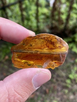 Large Plant Inclusion In Baltic Amber.