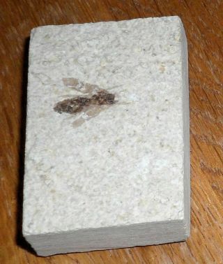 Green River Formation Fossil Bee,  Beetle Or Fly - 50 Million Years Old F34