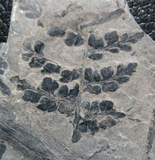 Carboniferous Plants Plate - Paripteris Gigantea And Sphenopteris