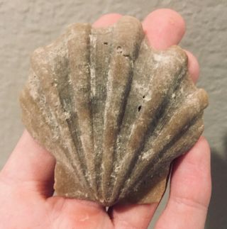 Florida Fossil Bivalve Chesapecten Semptenanus Pliocene Age Shell Clam
