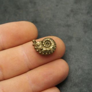17mm Kosmoceras Pyrite Ammonite Fossils Fossilien Russia Pendant Golden